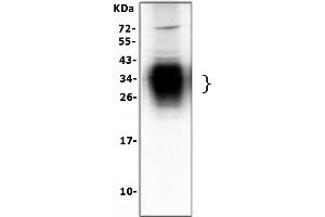 anti-Surfactant Protein A1 (SFTPA1) (AA 221-236), (C-Term) antibody