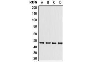 Western blot analysis of LKB1 expression in A431 (A), DLD (B), Raw264. (LKB1 Antikörper  (C-Term))
