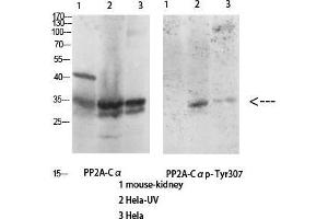 Western Blot (WB) analysis of specific cells using Antibody diluted at 1:1000. (PPP2CA Antikörper  (pTyr307))