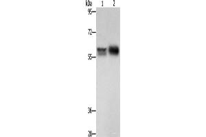 Western blot analysis of Hepg2 cells NIH/3T3 cells using ZBTB7A Polyclonal Antibody at dilution of 1:500 (ZBTB7A Antikörper)
