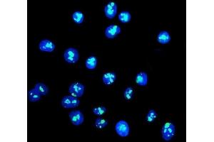 IF analysis of DDX21 using anti-DDX21 antibody (ABIN7601596). (DDX21 Antikörper  (AA 395-660))