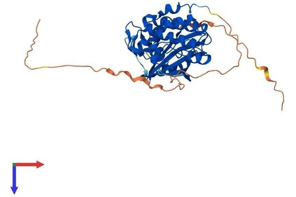 PIM2 Protein (AA 1-370) (His tag)