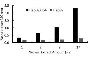 Transcription factor assay of HNF-1-alpha from nuclear extracts of HepG2 cells or HepG2 cells treated with IL-6 with HNF-1-alpha TF Activity Assay Kit.