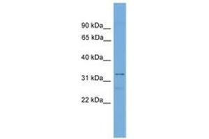 Image no. 1 for anti-Transcription Elongation Factor A2 (TCEA2) (AA 101-150) antibody (ABIN6744553) (TCEA2 Antikörper  (AA 101-150))