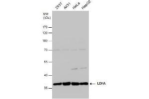 Western Blotting (WB) image for anti-Lactate Dehydrogenase A (LDHA) antibody (ABIN2855034)