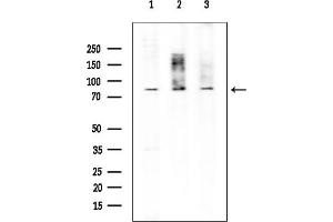 anti-Exonuclease 1 (EXO1) (N-Term) antibody