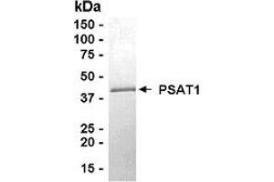 Western Blotting (WB) image for phosphoserine Aminotransferase 1 (PSAT1) (AA 1-370) protein (ABIN2468993)