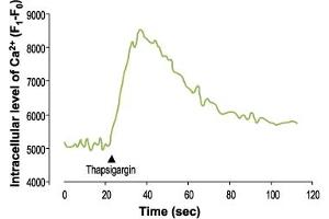 Ca2+ traces from  AM loaded HEK 293 cells treated with 5 μM Thapsigargin (ABIN7886005) in the presence of 5 mM EGTA. (Thapsigargin)