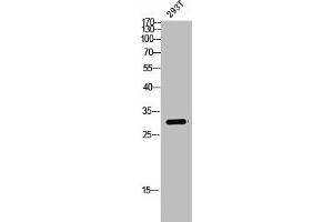 Western Blot analysis of 293T cells using Spindlin-1 Polyclonal Antibody (Spindlin 1 Antikörper  (Internal Region))