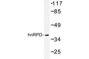 Western blot analysis of hnRPD Antibody in extracts from 293 cells. (HNRNPD/AUF1 Antikörper)