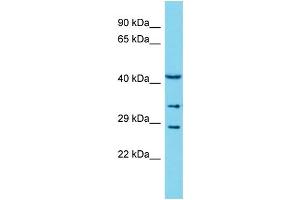 Host: Rabbit Target Name: COLEC11 Sample Type: THP-1 Whole Cell lysates Antibody Dilution: 1. (COLEC11 Antikörper  (N-Term))