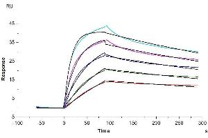 Surface Plasmon Resonance (SPR) image for Proprotein Convertase Subtilisin/kexin Type 9 (PCSK9) (AA 151-811) protein (His tag) (ABIN7275414)