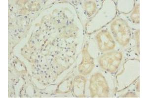Immunohistochemistry of paraffin-embedded human kidney tissue using ABIN7143016 at dilution of 1:100 (CHIA Antikörper  (AA 1-368))