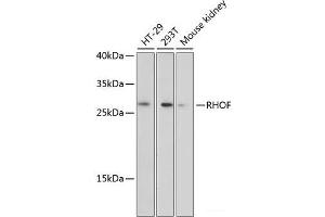 Western blot analysis of extracts of various cell lines using RHOF Polyclonal Antibody at dilution of 1:3000. (RhoF Antikörper)