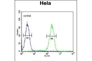 Flow cytometric analysis of Hela cells (right histogram) compared to a negative control cell (left histogram). (UBA52 Antikörper  (C-Term))