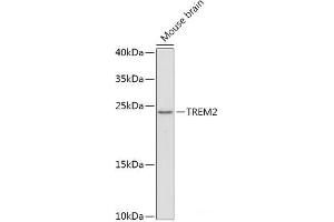 Western blot analysis of extracts of Mouse brain using TREM2 Polyclonal Antibody at dilution of 1:1000. (TREM2 Antikörper)