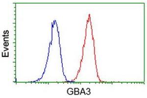 Image no. 2 for anti-Glucosidase, Beta, Acid 3 (Cytosolic) (GBA3) (AA 1-150), (AA 370-469) antibody (ABIN1490585) (GBA3 Antikörper  (AA 1-150, AA 370-469))