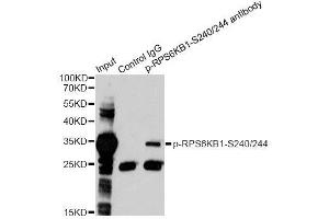 Immunoprecipitation analysis of 200ug extracts of 293 cells treated by PMA using 2. (RPS6 Antikörper  (pSer240, pSer244))