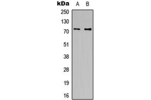 CDC16 Antikörper  (C-Term)
