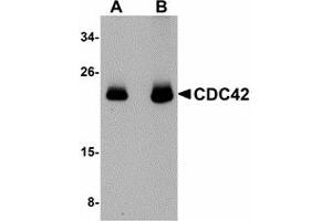 Image no. 1 for anti-Cell Division Cycle 42 (GTP Binding Protein, 25kDa) (CDC42) (N-Term) antibody (ABIN478059) (CDC42 Antikörper  (N-Term))