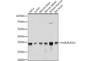 Western blot analysis of extracts of various cell lines, using HuR/EL antibody (ABIN7266913) at 1:1000 dilution. (ELAVL1 Antikörper)
