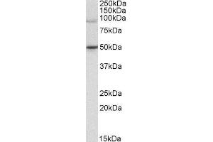 ABIN2560775 (1µg/ml) staining of Jurkat lysate (35µg protein in RIPA buffer). (WRNIP1 Antikörper  (C-Term))