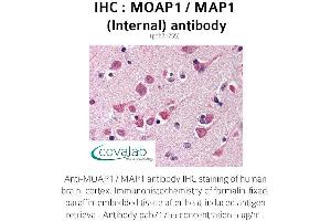 Image no. 1 for anti-Modulator of Apoptosis 1 (MOAP1) (Internal Region) antibody (ABIN1737043) (MOAP1 Antikörper  (Internal Region))