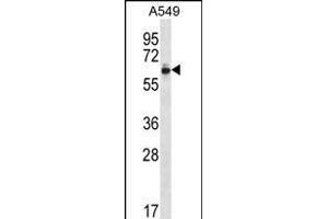 ZN Antibody (Center) (ABIN656290 and ABIN2845599) western blot analysis in A549 cell line lysates (35 μg/lane). (ZNF417 Antikörper  (AA 136-164))