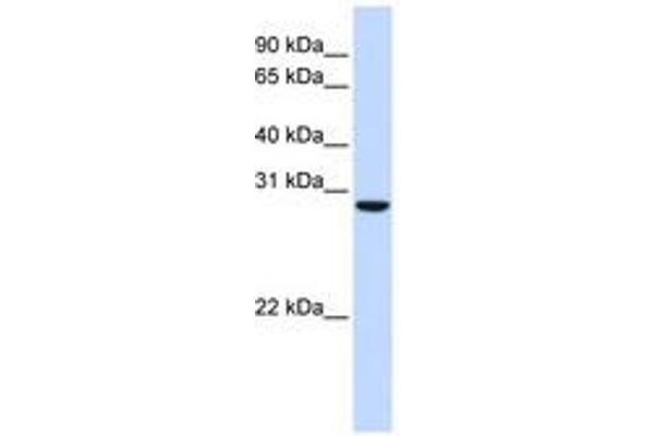 TPGS2 抗体  (AA 180-229)