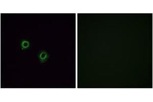 Immunofluorescence (IF) image for anti-Olfactory Receptor, Family 2, Subfamily J, Member 3 (OR2J3) (AA 262-311) antibody (ABIN2890985) (OR2J3 Antikörper  (AA 262-311))