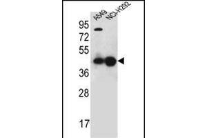 PURA Antibody (C-term) (ABIN1881707 and ABIN2845181) western blot analysis in A549,NCI- cell line lysates (35 μg/lane). (PURA Antikörper  (C-Term))