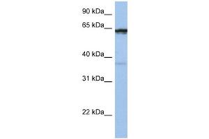 WB Suggested Anti-POPDC2 Antibody Titration:  0. (POPDC2 Antikörper  (Middle Region))