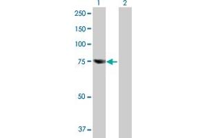 Western Blot analysis of RBM35A expression in transfected 293T cell line by RBM35A MaxPab polyclonal antibody. (ESRP1 Antikörper  (AA 1-681))