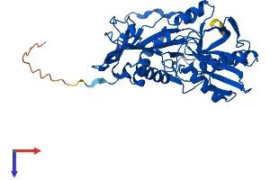 BCAT1 Protein (AA 1-386) (His tag)