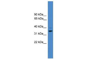 WB Suggested Anti-CCNH Antibody Titration:  0. (Cyclin H Antikörper  (N-Term))