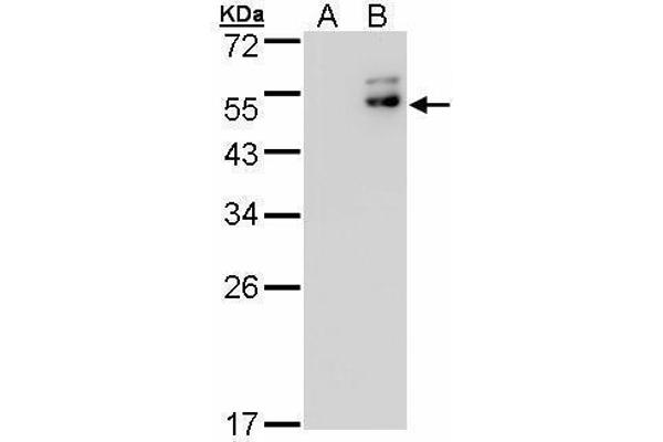 DPF2 Antikörper  (Center)