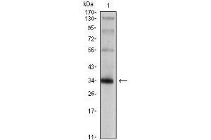 Western Blot showing SYP antibody used against rat brain tissue lysate. (Synaptophysin Antikörper)