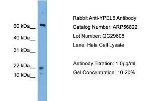WB Suggested Anti-YPEL5  Antibody Titration: 0.