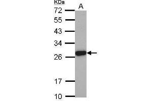 WB Image Sample (30 ug of whole cell lysate) A: PC-3 12% SDS PAGE antibody diluted at 1:2000 (Elastase 3A Antikörper)