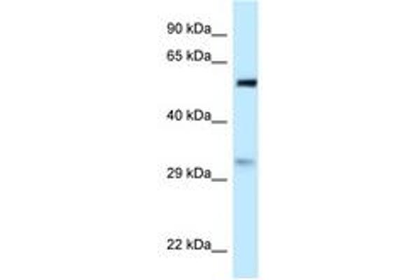 PNO1 Antikörper  (AA 31-80)