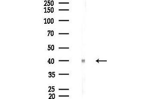 Western blot analysis of lysates from Mouse lung, using ZDHHC18 Antibody at 1/1000 dilution.