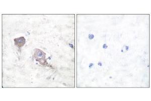 Immunohistochemistry (IHC) image for anti-Synaptosomal-Associated Protein, 25kDa (SNAP25) (C-Term) antibody (ABIN1848775) (SNAP25 Antikörper  (C-Term))