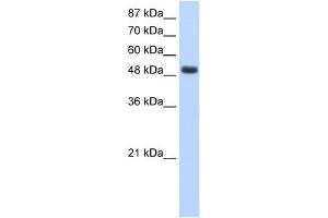RBMS1 antibody used at 1. (RBMS1 Antikörper  (Middle Region))