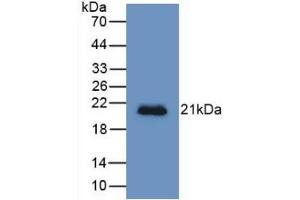 Western Blotting (WB) image for anti-Hemochromatosis Type 2 (Juvenile) (HFE2) (AA 234-416) antibody (ABIN7426430)