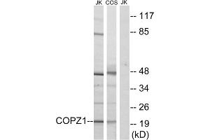 Western blot analysis of extracts from Jurkat cells and COS cells, using COPZ1 antibody.