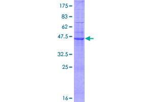 Image no. 1 for Claudin 6 (CLDN6) (AA 1-220) protein (GST tag) (ABIN1349622)