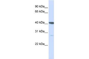 WB Suggested Anti-DNAJB11 Antibody Titration:  0. (DNAJB11 Antikörper  (C-Term))