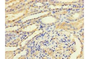 Immunohistochemistry of paraffin-embedded human kidney tissue using ABIN7172830 at dilution of 1:100 (TGFB3 Antikörper  (AA 24-300))