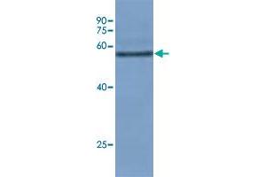 Western blot analysis of rice leaf tissue at seeding stage with Os08g0103300 polyclonal antibody  at 1:10000 dilution.