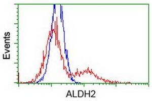 Image no. 2 for anti-Aldehyde Dehydrogenase 2 Family (Mitochondrial) (ALDH2) antibody (ABIN1496589) (ALDH2 Antikörper)